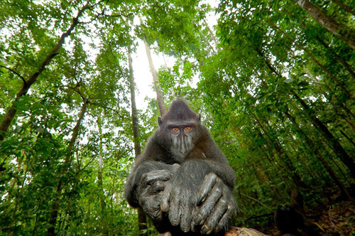 animal-photography-monkey