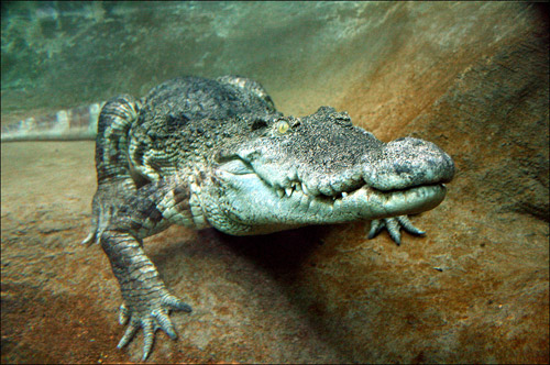animal-photography-aligator