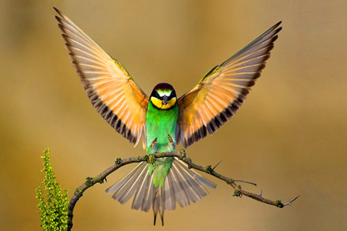 animal-photography-beautiful-birds