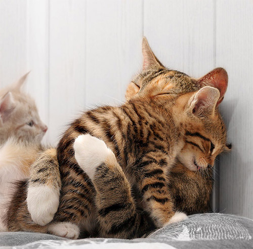 animal-photography-cat-family