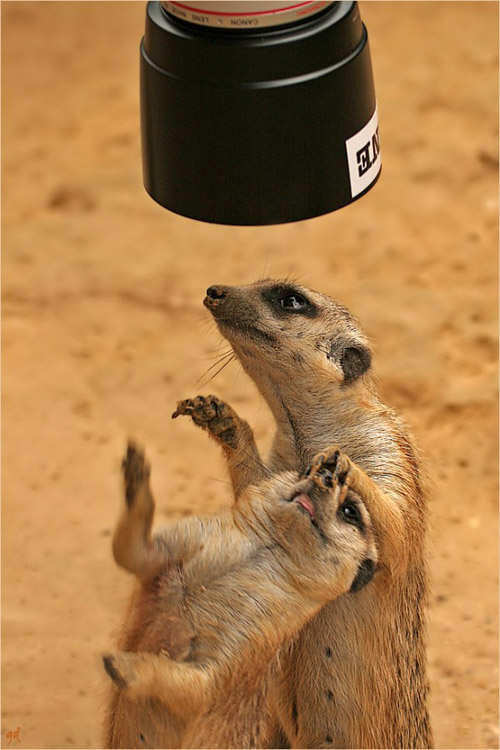 animal-photography-collection