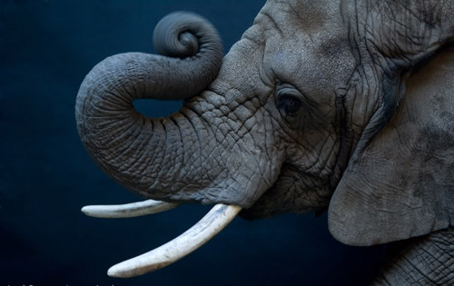 animal-photography-elephant