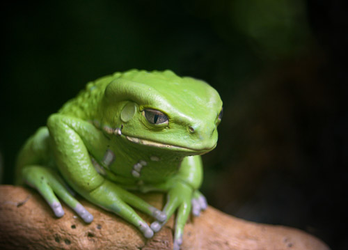 animal-photography-frog