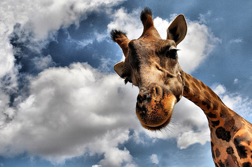 animal-photography-giraffe