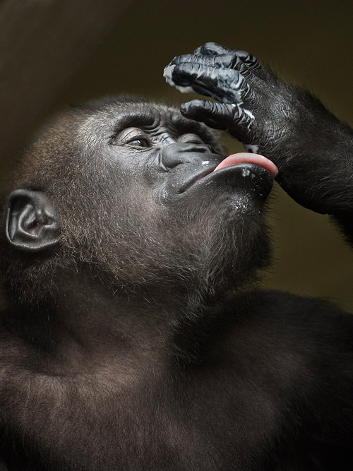 animal-photography-gorilla