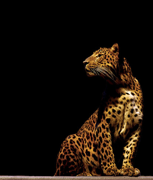 animal-photography-leopard