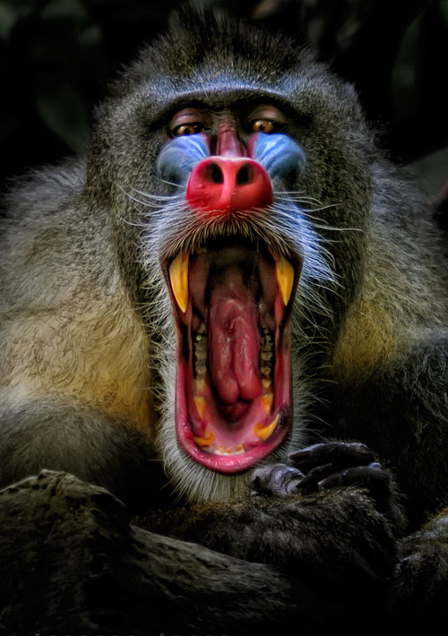 animal-photography-yawn