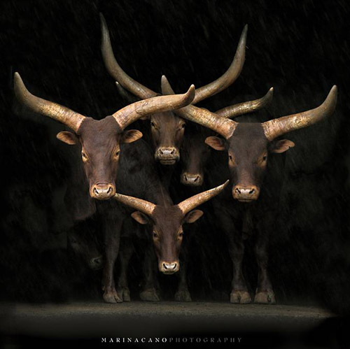 animal-photography-bull