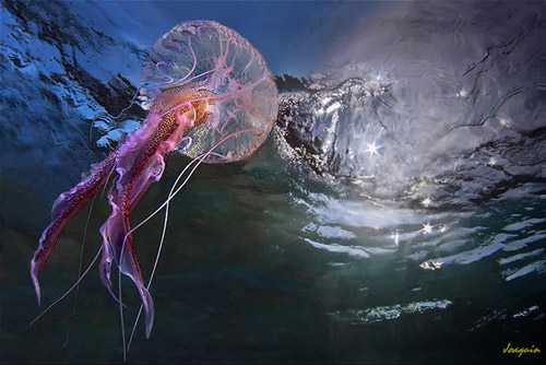 animal-photography-jellyfish