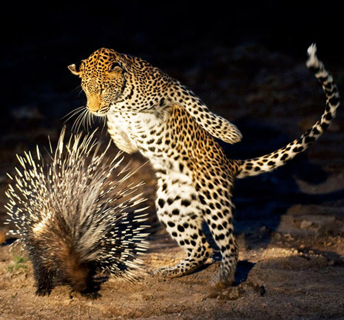 animal-photography-leopard-porcupine
