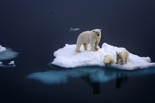 animal-photography-polar-bears