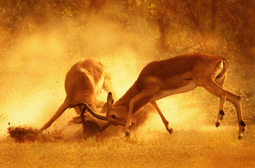 animal-photography-stag-fight