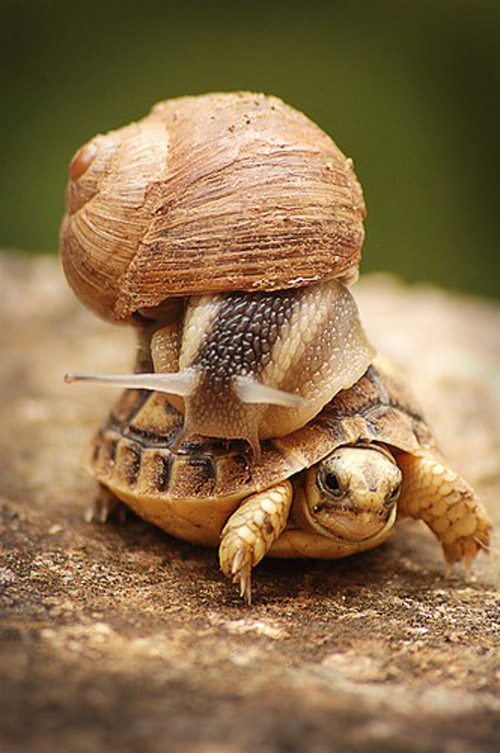 animal-photography-turtle-and-snail