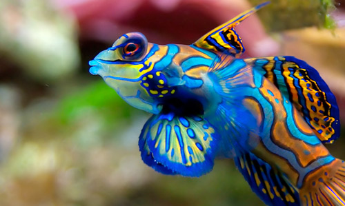 Mandarinfish